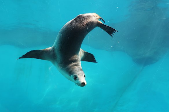 An Australian sea lion pup at Taronga Zoo. The endangered species is at dire risk of bird flu.