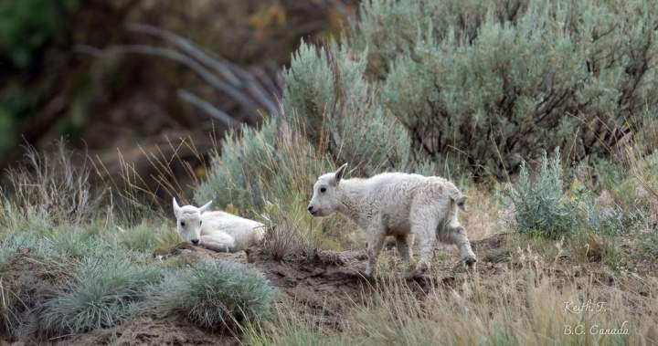 Status of ‘iconic’ mountain goats living near evacuated B.C. community is uncertain