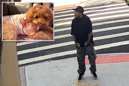 Maniac fires wildly on Brooklyn Street, shooting dog that miraculously survived