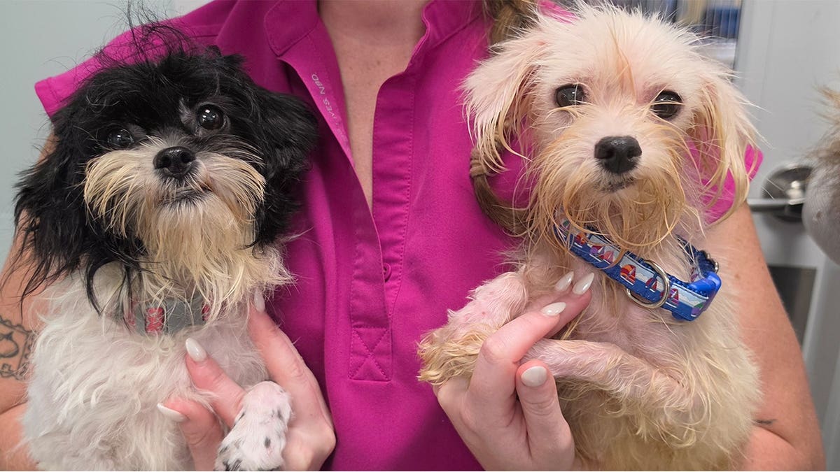 Dogs recovered from Florida mail carrier Gail Giustino's home