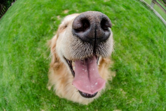 New research shows more modern breeds have changes in their brain that aid communication with people.