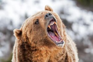 Alaska runner hospitalized after using bear spray to fight off brown bear on trail