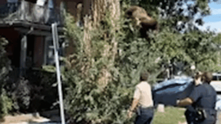 WATCH: Young bear takes rough tumble from Denver tree after wildlife officers tranquilize it