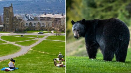 Cornell bans bear butchering after students carved up creature in dorm kitchen