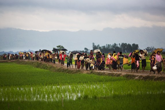 Members of Myanmar’s Rohingya ethnic minority walk through rice fields after crossing the border into Bangladesh near Cox’s Bazar’s Teknaf area.
