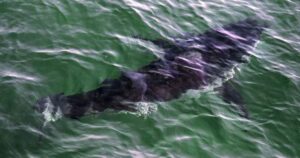Rise in Nova Scotia shark sightings prompts calls for better beach monitoring