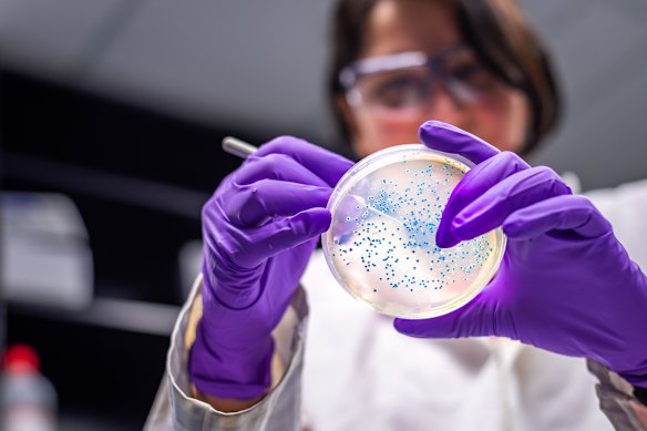 A scientist inspects an E. coli culture