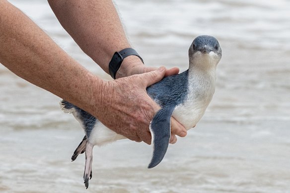 Little penguins are a priority species for vaccination, the NSW government said. A Victorian little penguin has died from the disease.