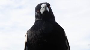 Which suburb has the most bird swooping attacks? Take the Brisbane Times Quiz