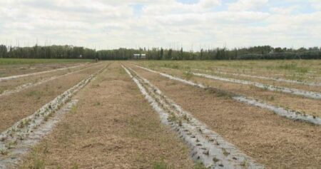 Prairie producers filed more than 4,000 crop insurance claims in stormy July