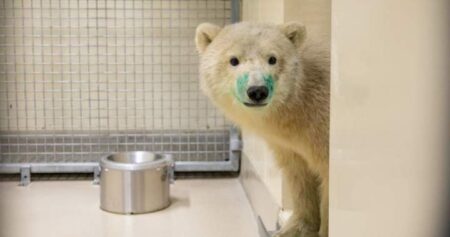 Orphaned polar bear to be ‘ambassador’ for Churchill at Assiniboine Park Zoo