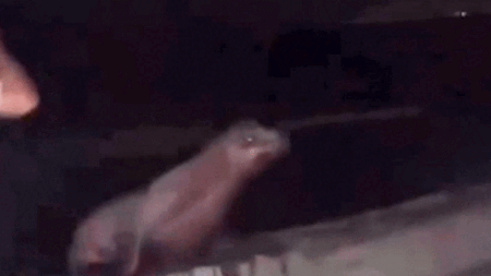 California teen faces prison after viral video shows him squaring up, repeatedly kicking sea lion in the face
