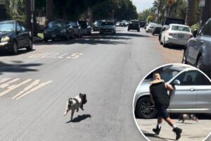 Video shows adorable, tiny pig running wild in West Hollywood, living its best life and LA is obsessed