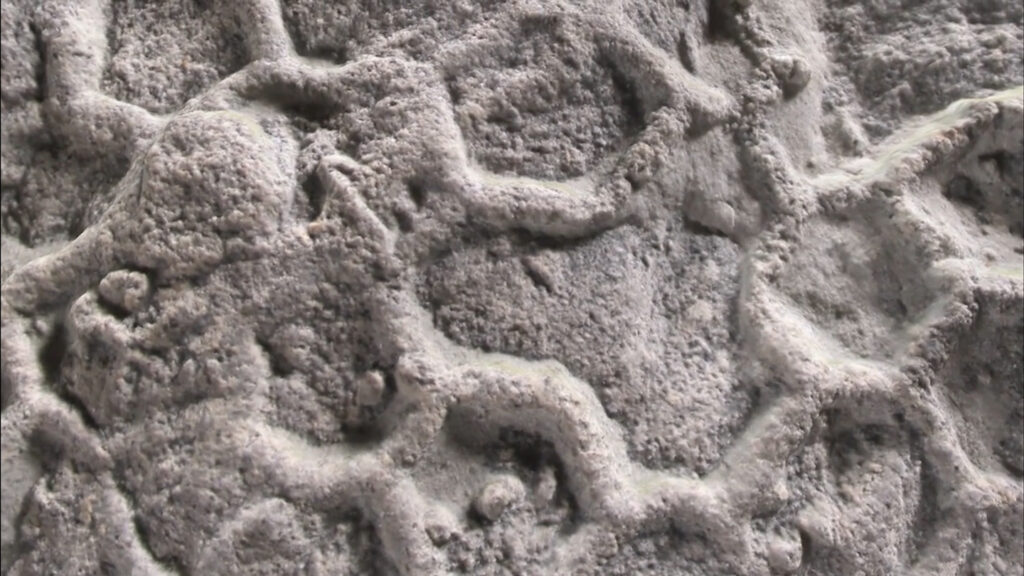 What’s behind ‘one of paleontology’s most enduring enigmas’?