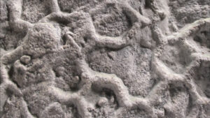 What’s behind ‘one of paleontology’s most enduring enigmas’?