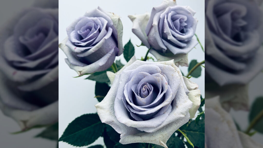 Finally, a true blue rose exists