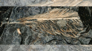 Fossilized dinosaur poop hints at why an ancient bird went extinct