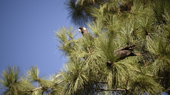 Carnaby’s cockatoos rely on the pine resource. 