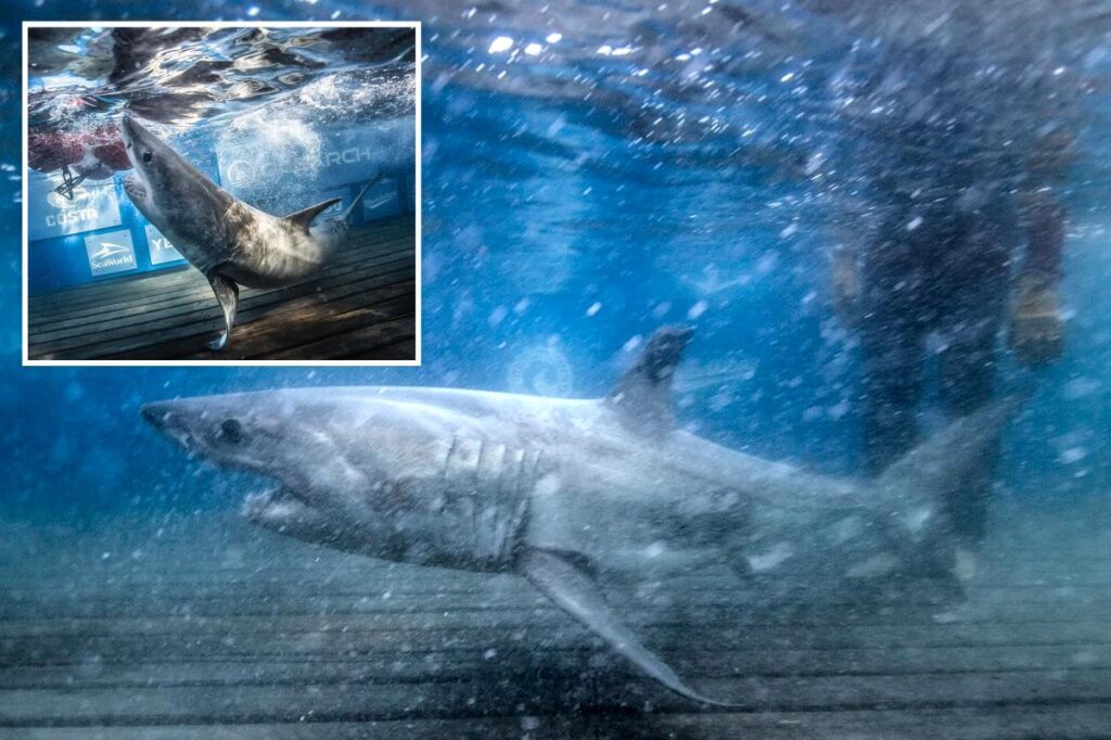 Great white family tree takes shape after DNA reveals 2 tagged sharks are siblings