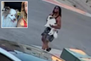Eerie video shows man chasing and abducting Pomeranian out of family’s driveway