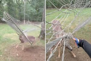 Exclusive | Wild moment Long Island deer has to be rescued after getting antlers caught in hammock