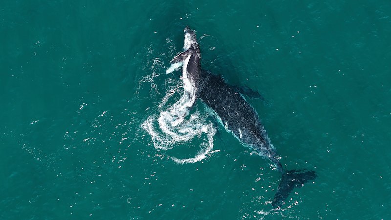 Researchers capture rare footage of mother possibly mourning stillborn calf