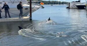 Massive 30-foot basking shark stuns onlookers in Nova Scotia