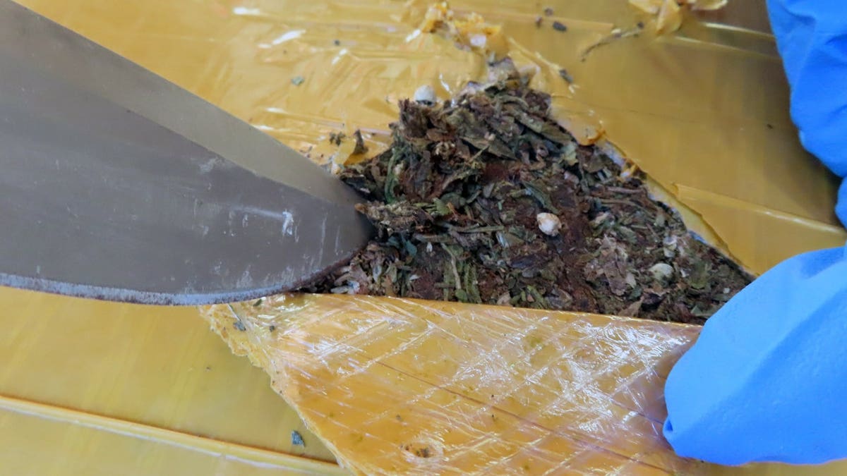 Suspected marijuana seized during drug bust