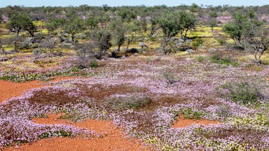 Wildflowers story by Vicki Laurie. Aerial of wildflowers in bloom at Hamelin Reserve -Credit Joseph Kotlar-Bush Heritage Australia