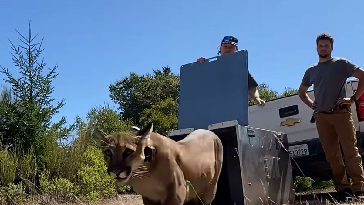 Mountain lion being released