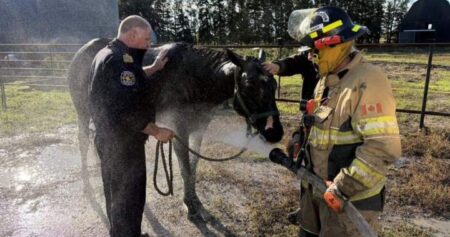 Crews rescue ‘completely exhausted’ horse from mud pit in Saskatchewan