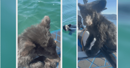 Bear cub rescued from Okanagan Lake faces uncertain future